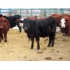 Image 3 : Vossepoel Cattle Co. - 674# Steers - 92 Head (Tilley, AB)