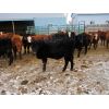 Image 4 : Vossepoel Cattle Co. - 674# Steers - 92 Head (Tilley, AB)