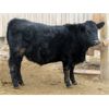 Image 6 : Vossepoel Cattle Co. - 674# Steers - 92 Head (Tilley, AB)