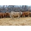 Image 1 : Crocus Coulee Ranch - 850# Steers - 100 Head (Fort Macleod, AB)