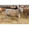 Image 4 : Crocus Coulee Ranch - 850# Steers - 100 Head (Fort Macleod, AB)