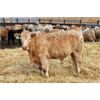 Image 5 : Crocus Coulee Ranch - 850# Steers - 100 Head (Fort Macleod, AB)