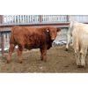 Image 6 : Crocus Coulee Ranch - 850# Steers - 100 Head (Fort Macleod, AB)