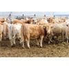 Image 1 : Crocus Coulee Ranch - 800# Heifers - 95 Head (Fort Macleod, AB)