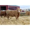 Image 3 : Crocus Coulee Ranch - 800# Heifers - 95 Head (Fort Macleod, AB)