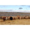 Image 4 : Crocus Coulee Ranch - 800# Heifers - 95 Head (Fort Macleod, AB)