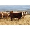 Image 7 : Crocus Coulee Ranch - 800# Heifers - 95 Head (Fort Macleod, AB)