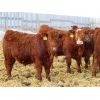 Image 2 : Hebert Livestock Ventures - 830# Steers - 70 Head (Wawota, SK)