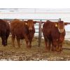 Image 3 : Hebert Livestock Ventures - 830# Steers - 70 Head (Wawota, SK)