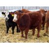 Image 4 : Hebert Livestock Ventures - 830# Steers - 70 Head (Wawota, SK)