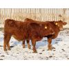 Image 5 : Hebert Livestock Ventures - 830# Steers - 70 Head (Wawota, SK)