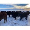 Image 1 : Bartel Cattle Corp. - 750# Steers - 150 Head (Drake, SK)