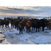 Image 2 : Bartel Cattle Corp. - 750# Steers - 150 Head (Drake, SK)
