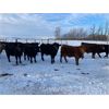Image 5 : Bartel Cattle Corp. - 750# Steers - 150 Head (Drake, SK)