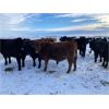 Image 6 : Bartel Cattle Corp. - 750# Steers - 150 Head (Drake, SK)