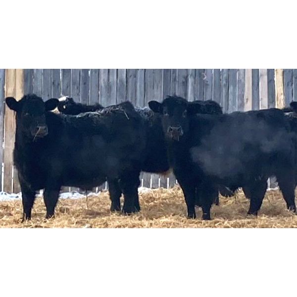 Davies Livestock Co. Ltd. - 735# Steers - 150 Head (Sonningdale, SK)