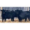 Image 1 : Davies Livestock Co. Ltd. - 735# Steers - 150 Head (Sonningdale, SK)