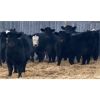 Image 2 : Davies Livestock Co. Ltd. - 735# Steers - 150 Head (Sonningdale, SK)