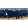 Image 3 : Davies Livestock Co. Ltd. - 735# Steers - 150 Head (Sonningdale, SK)