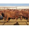 Image 2 : Mayfield Farming Co. - 865# Replacement Heifers - 30 Head (Etzikom, AB)