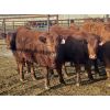 Image 3 : Mayfield Farming Co. - 865# Replacement Heifers - 30 Head (Etzikom, AB)