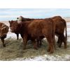 Image 4 : U8 Farming - Red Angus-Simm 3rd & 4th Calvers - 40 Head (Beiseker, AB)