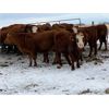 Image 5 : U8 Farming - Red Angus-Simm 3rd & 4th Calvers - 40 Head (Beiseker, AB)