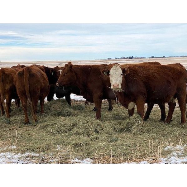 U8 Farming Red AngusSimm 6th Calvers 25 Head (Beiseker, AB) Team