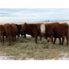 Image 1 : U8 Farming - Red Angus-Simm 6th Calvers - 25 Head (Beiseker, AB)