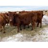 Image 6 : U8 Farming - Red Angus-Simm 6th Calvers - 25 Head (Beiseker, AB)