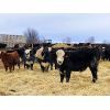 Image 1 : Winchester Cattle Company - 800# Steers - 72 Head (Leslieville, AB)