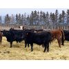 Image 2 : Winchester Cattle Company - 800# Steers - 72 Head (Leslieville, AB)