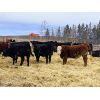 Image 5 : Winchester Cattle Company - 800# Steers - 72 Head (Leslieville, AB)