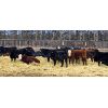 Image 6 : Winchester Cattle Company - 800# Steers - 72 Head (Leslieville, AB)