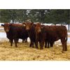 Image 1 : Harvie Crest Cattle Company - 725# Heifers - 48 Head (Olds, AB)