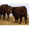 Image 3 : Harvie Crest Cattle Company - 725# Heifers - 48 Head (Olds, AB)