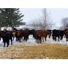 Image 4 : Harvie Crest Cattle Company - 725# Heifers - 48 Head (Olds, AB)