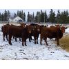 Image 5 : Harvie Crest Cattle Company - 725# Heifers - 48 Head (Olds, AB)