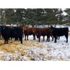 Image 6 : Harvie Crest Cattle Company - 725# Heifers - 48 Head (Olds, AB)
