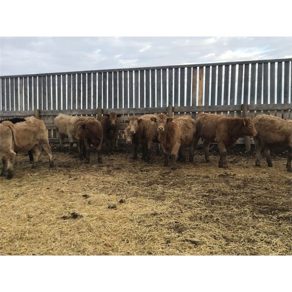 Regehr Land & Cattle - 725# Steers - 74 Head (Linden, AB)