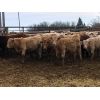 Image 2 : Regehr Land & Cattle - 725# Steers - 74 Head (Linden, AB)