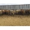 Image 3 : Regehr Land & Cattle - 725# Steers - 74 Head (Linden, AB)