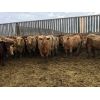 Image 4 : Regehr Land & Cattle - 725# Steers - 74 Head (Linden, AB)