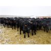 Image 1 : Big Rose Farming Co. - 800# Steers - 205 Head (Biggar, SK)