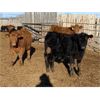 Image 5 : Dennis & Barb Holmes - 770# Steers - 87 Head (Cochrane, AB)