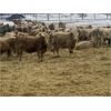 Image 2 : Midpoint Farms - 675# Steers - 180 Head (Drayton Valley, AB)