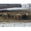 Image 5 : Midpoint Farms - 675# Steers - 180 Head (Drayton Valley, AB)
