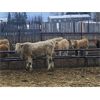 Image 6 : Midpoint Farms - 675# Steers - 180 Head (Drayton Valley, AB)