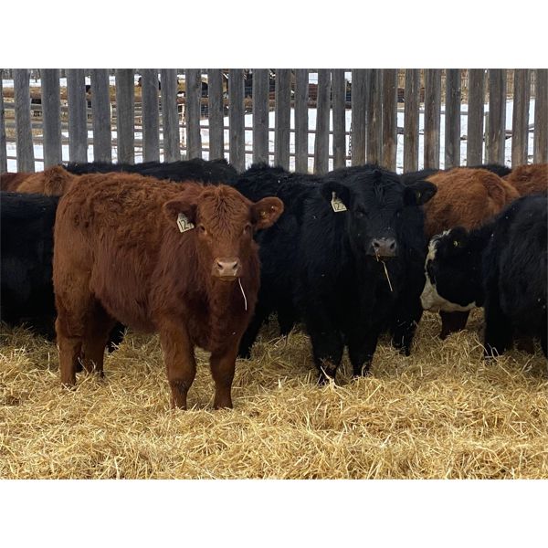 Brush Hills Ranch - 625# Steers - 41 Head (Bentley, AB)