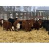 Image 2 : Brush Hills Ranch - 625# Steers - 41 Head (Bentley, AB)